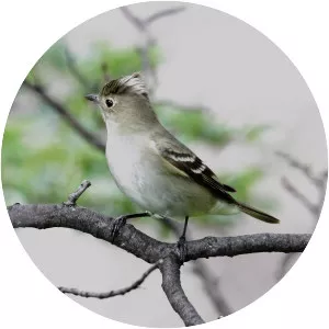 White-crested elaenia