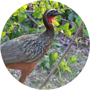 White-crested guan
