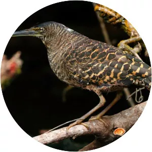 White-crested tiger heron