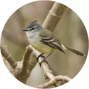 White-crested tyrannulet