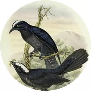 White-crowned cuckoo