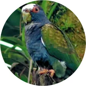 White-crowned parrot