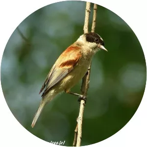 White-crowned penduline tit - Bird