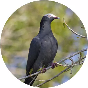 White-crowned pigeon