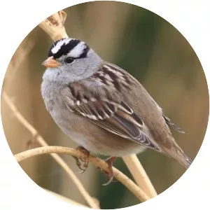White-crowned sparrow - Birds