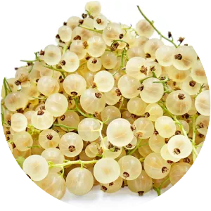 White currant - Plants