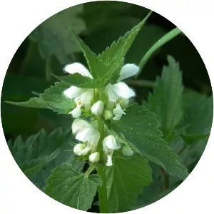 White dead-nettle - Plants
