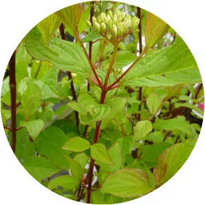White dogwood - Plants