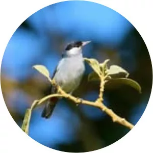 White-eared conebill