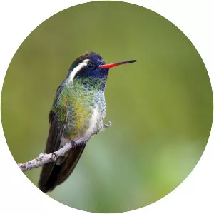 White-eared hummingbird - Bird