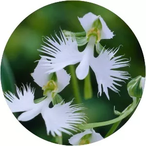 White egret flower - Plants