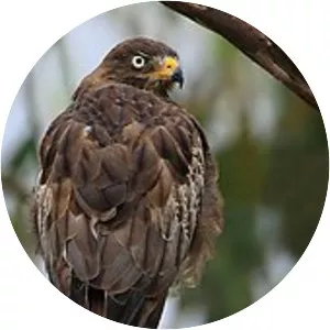 White-eyed buzzard - Bird