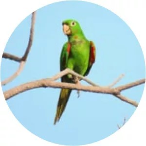 White-eyed parakeet