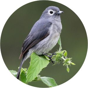 White-eyed slaty flycatcher