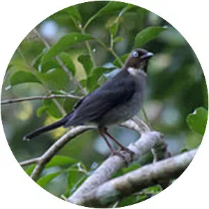 White-eyed thrush - Bird