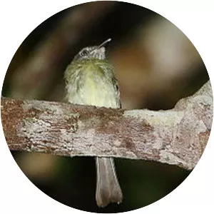 White-eyed tody-tyrant