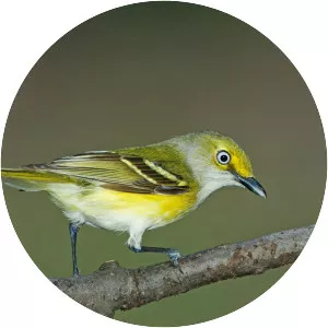 White-eyed vireo