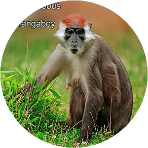 White-eyelid mangabey