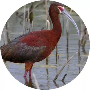 White-faced ibis