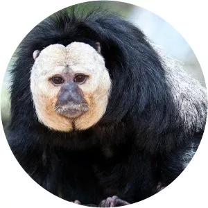 White-faced saki