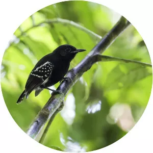 White-flanked antwren