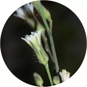 White-flowered hawkweed - Plants