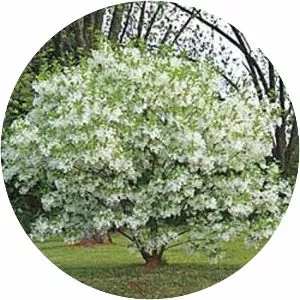 White fringetree