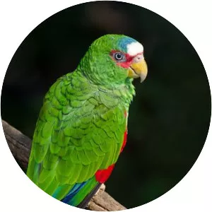 White-fronted amazon