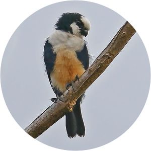White-fronted falconet - Birds