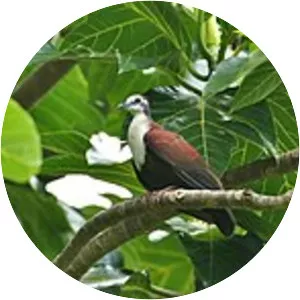 White-fronted ground dove