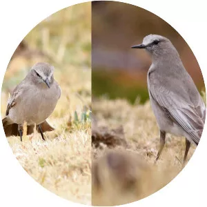 White-fronted ground tyrant