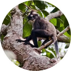 White-fronted surili