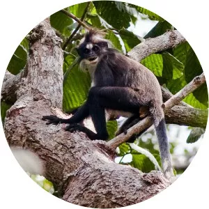 White-fronted surili - Primate