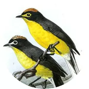 White-fronted whitestart