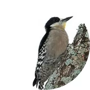 White-fronted woodpecker