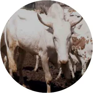 White Fulani cattle