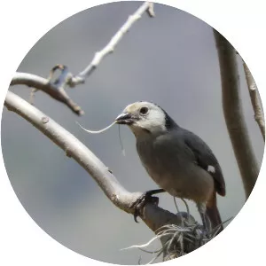 White-headed brush finch