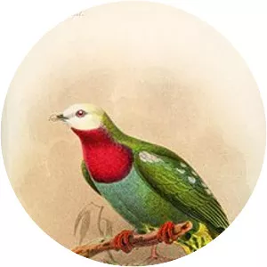 White-headed fruit dove