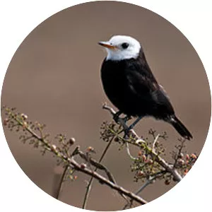 White-headed marsh tyrant - 