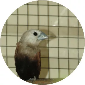 White-headed munia