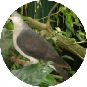White-headed pigeon