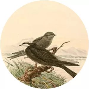 White-headed saw-wing