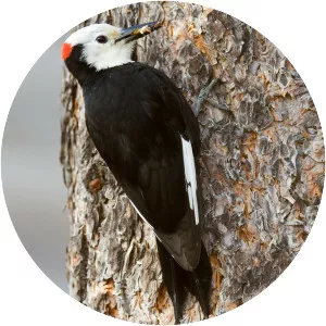 White-headed woodpecker