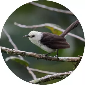 White-headed wren