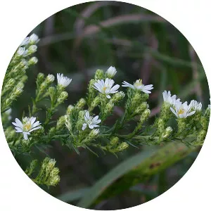 White heath aster
