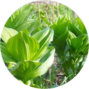 White hellebore - Plants