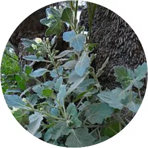 White Henbane - Plants