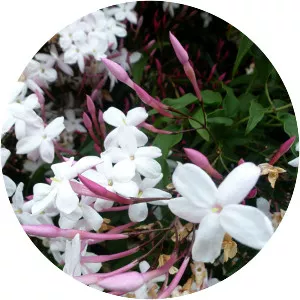 White Jasmine