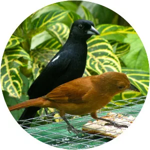 White-lined tanager