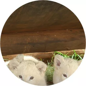 White Lions - Born Wild - TV program